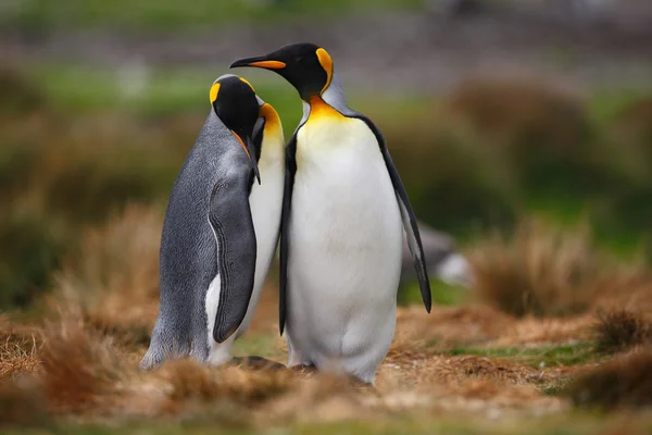 Rei pinguins casal — Fotografia de Stock