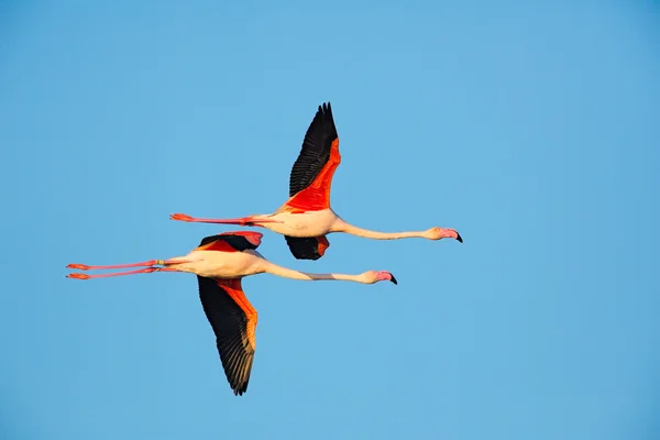 Pareja voladora de Flamencos Mayores — Foto de Stock