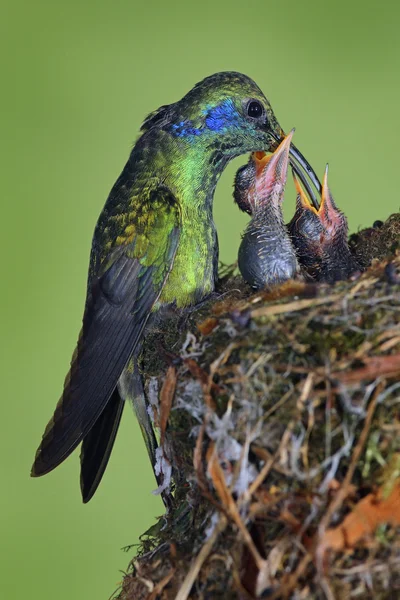 Erwachsene Kolibris füttern zwei Küken — Stockfoto