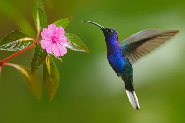 Kolibri Veilchen Säbelrasseln — Stockfoto