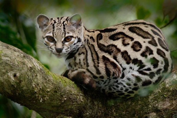 Žijících živočichů Margay sitiing na větvi — Stock fotografie