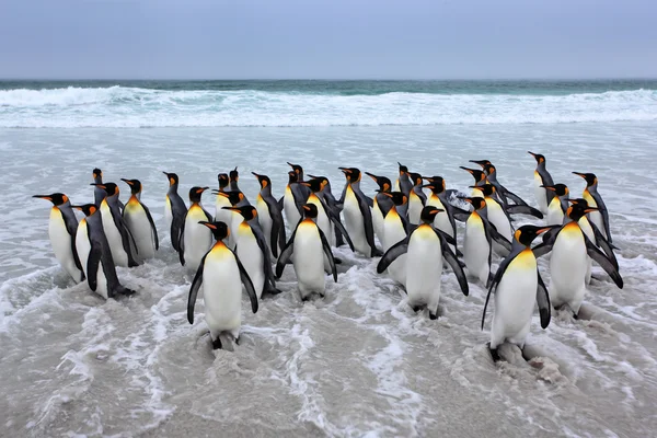 Kral penguen grubu — Stok fotoğraf