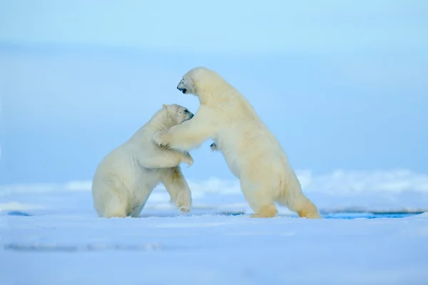 Twee ijsberen vechten — Stockfoto