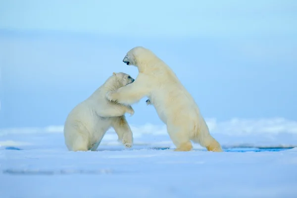 Dos osos polares peleando —  Fotos de Stock