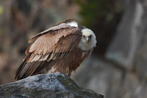 Griffon Vulture, Большая хищная птица — стоковое фото