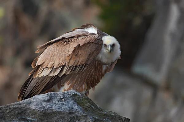 Grifone Avvoltoio, grande rapace — Foto Stock