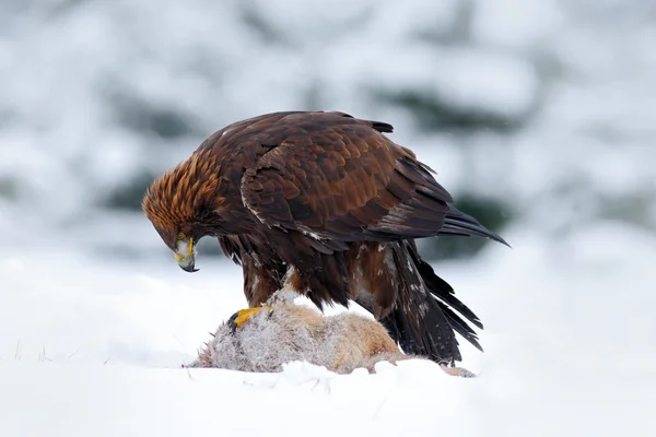 Aquila d'oro con uccidere volpe rossa — Foto Stock