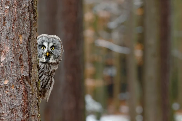 Grote grijze uil — Stockfoto