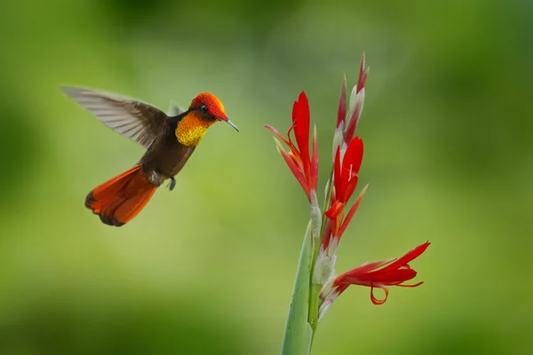 红色和黄色的红宝石黄玉蜂鸟 — 图库照片