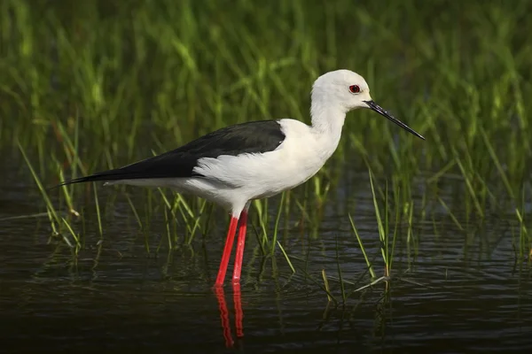 Bascule à ailes noires avec de longues pattes rouges — Photo