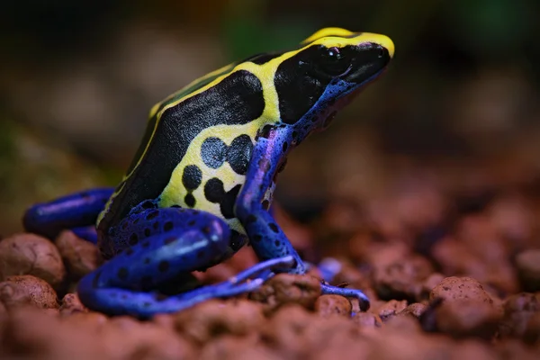 Menyemprot racun katak — Stok Foto