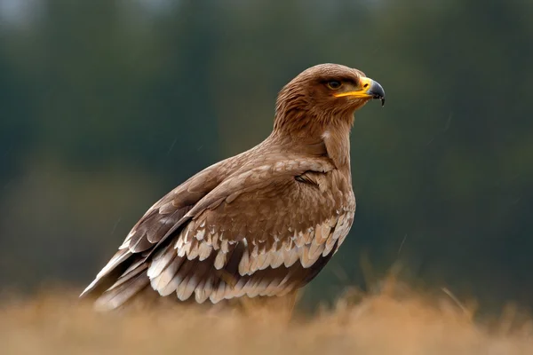 Steppe Eagle, Aquila nipalensis, bird of prey sitting in the grass — Stock Photo, Image