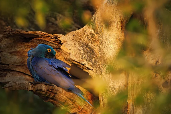 Большой голубой попугай гиацинтовый ара — стоковое фото