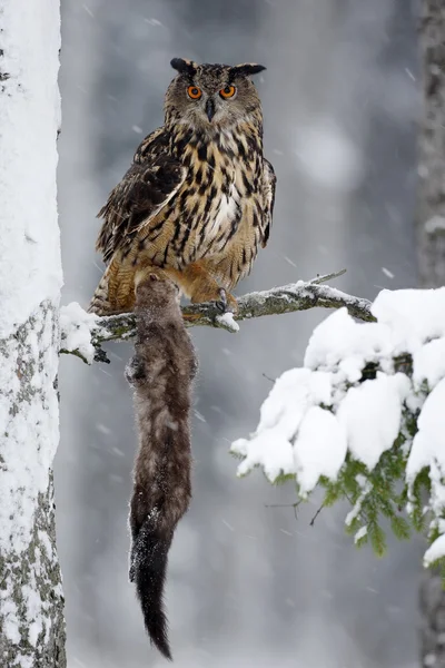 Grande Chouette aigle eurasienne — Photo