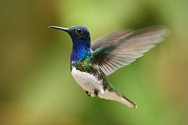 Vliegende blauwe en witte kolibrie — Stockfoto