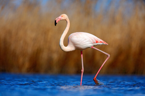 Flamant rose de camargue images libres de droit, photos de Flamant rose de camargue | Depositphotos