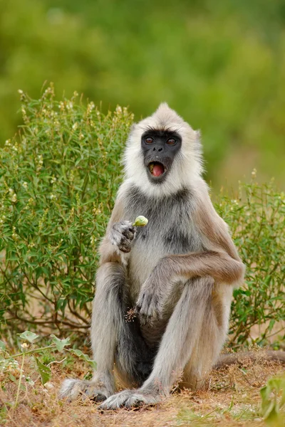 Langur comum, Semnopithecus entellus, macaco com fruta na boca — Fotografia de Stock