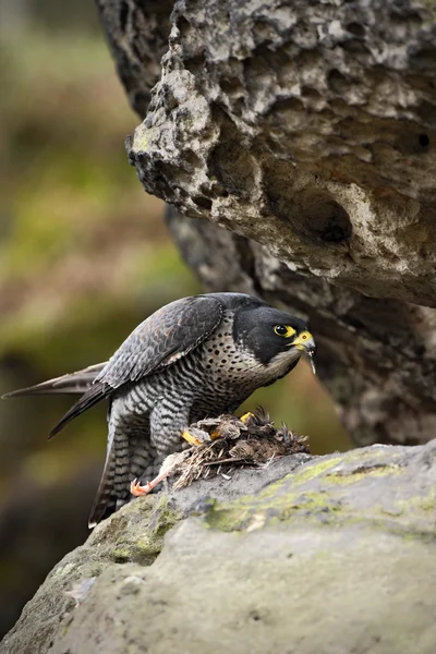 Peregrine Falcon на скале — стоковое фото