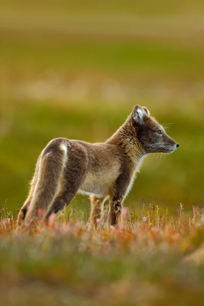Raposa ártica no habitat natural — Fotografia de Stock
