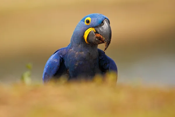 Портрет большого голубого попугая Hyacinth Macaw — стоковое фото