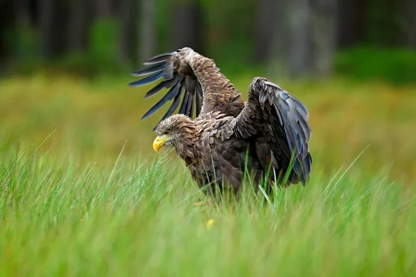 White-tailed Eagle landing in the grass — 스톡 사진