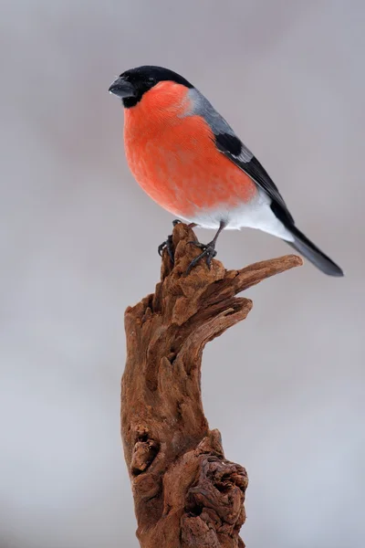 Bullfinch sitting on branch — Stock Image Bullfinch sitting on branch Stock Image