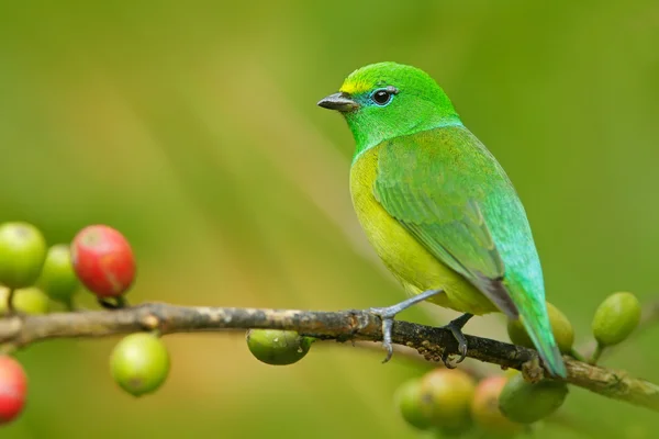 Blue-naped Chlorophonia form Colombia Royalty Free Stock Images