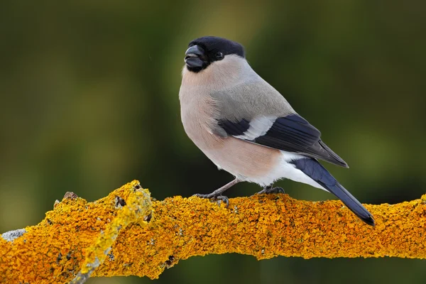 Female grey songbird Bullfinch — Stock Image Female grey songbird Bullfinch Stock Picture