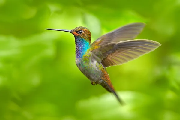 ハチドリ写真素材 ロイヤリティフリーハチドリ画像 Depositphotos ハチドリ写真素材 ロイヤリティフリーハチドリ画像 Depositphotos