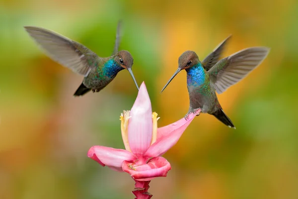 Hillstar Ekor Putih, Urochroa bougueri, dua burung kolibri Stok Foto Bebas Royalti