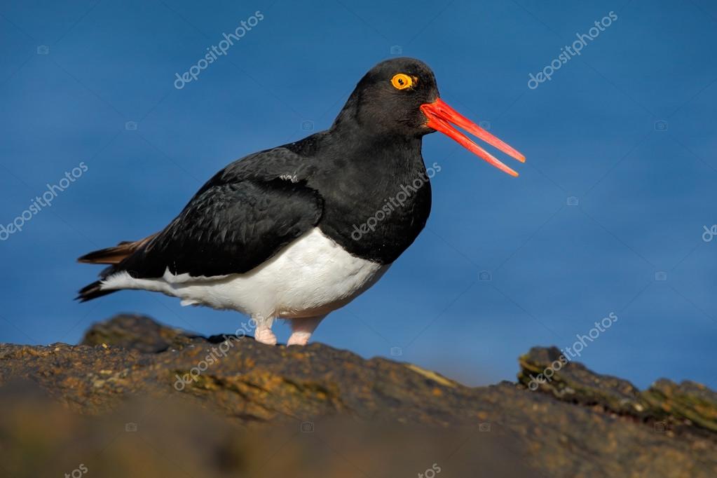 Oiseau Noir Et Blanc Avec Le Bec Rouge Photographie