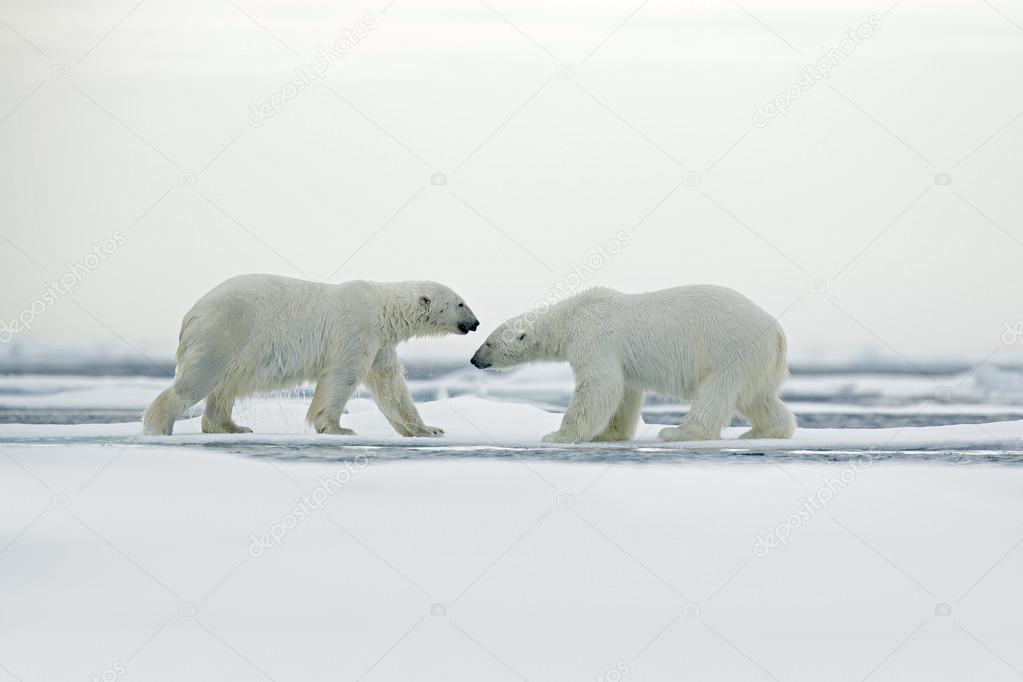 Polar bears couple cuddling