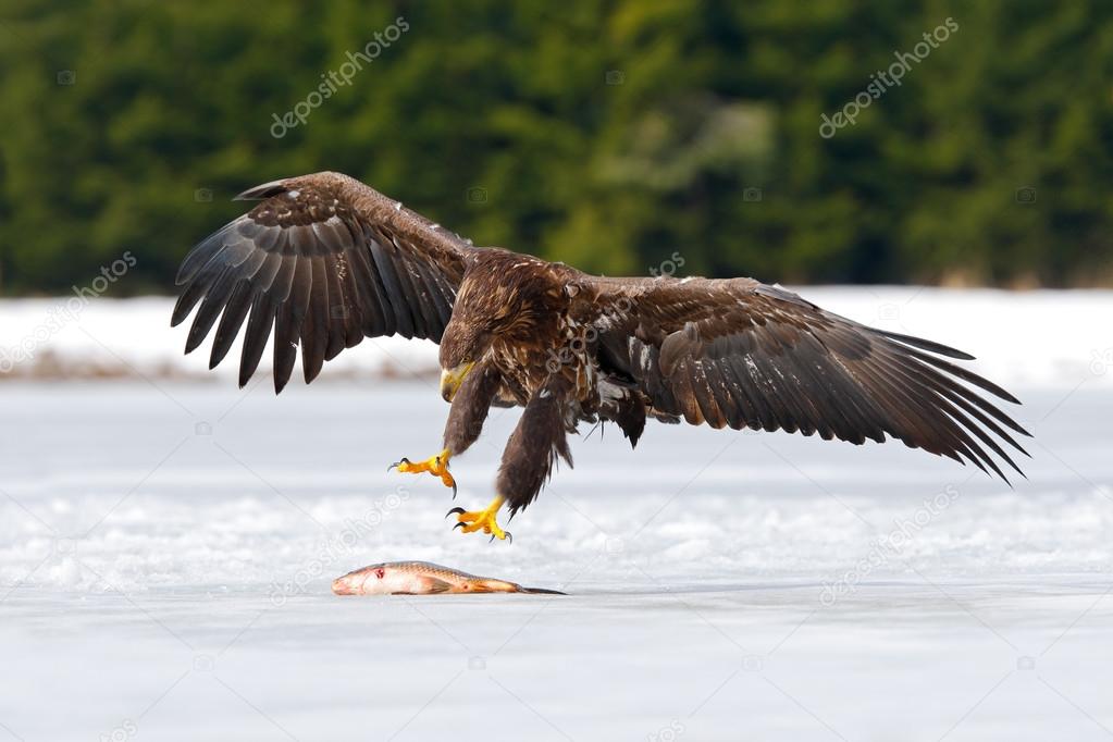 Golden Eagle with catch fish