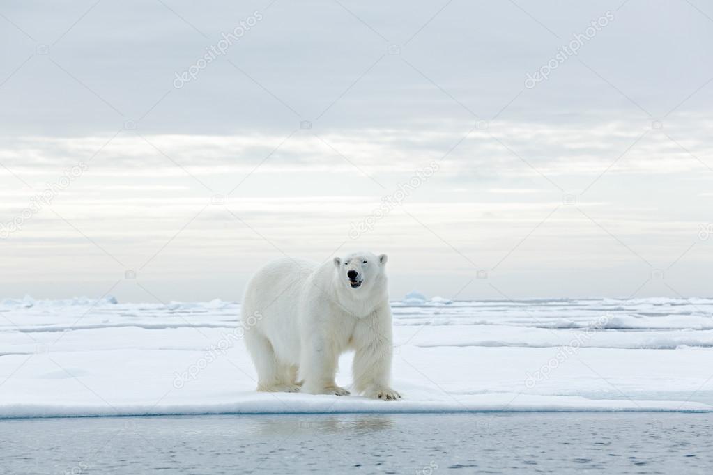 Big polar bear on drift ice