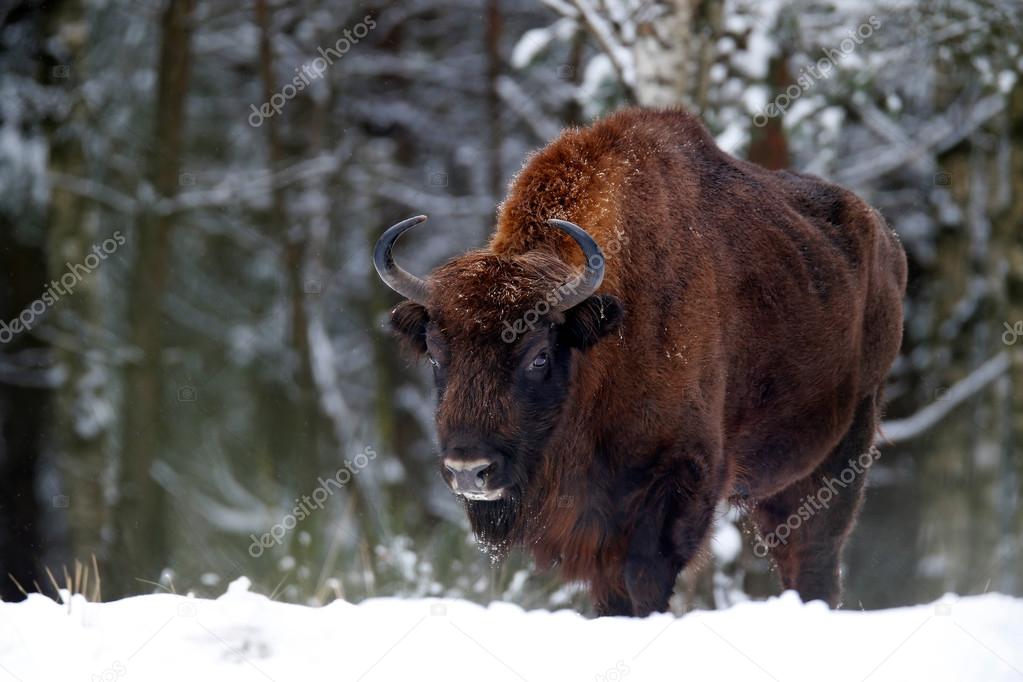 European bison in the winter forest