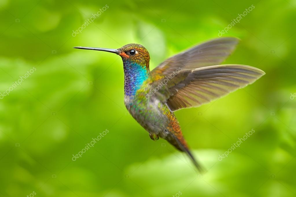 Colibri Images Libres De Droit Photos De Colibri Depositphotos