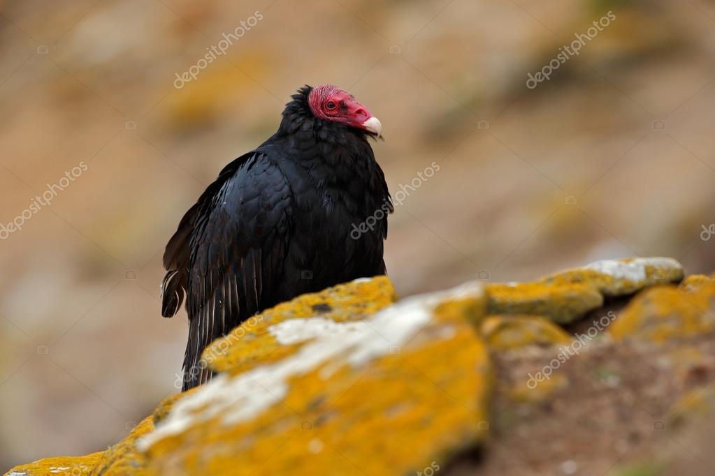 Pájaro negro feo Buitre pavo: fotografía de stock © OndrejProsicky ...