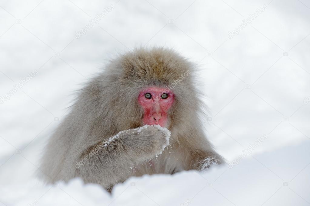 Monkey eating snow