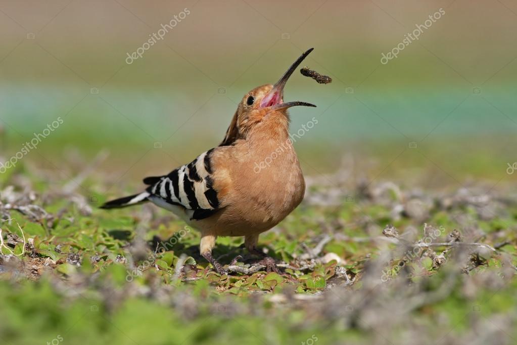 Oiseau Huppe Fasciée Avec Bec Ouvert Photographie