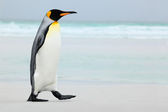 Nagy király pingvin