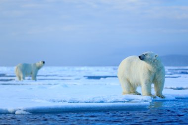 Polar bears couple cuddling clipart