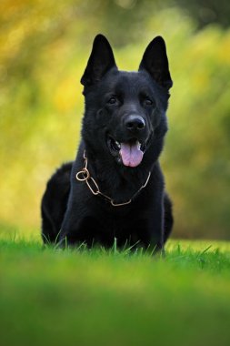 Alman çoban köpeği.