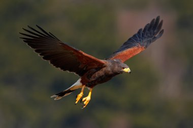 Harris Hawk bir yırtıcı kuş