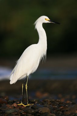 Heron Snowy balıkçıl beyaz