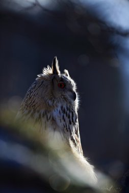 Doğu Sibirya portresi kartal Ow