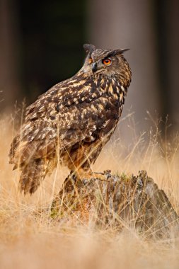 Büyük Avrasya kartal baykuş