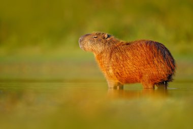 Capibara suda ıslatın ve akşam ışığı