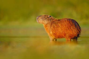 Capybara in the water with evening light clipart