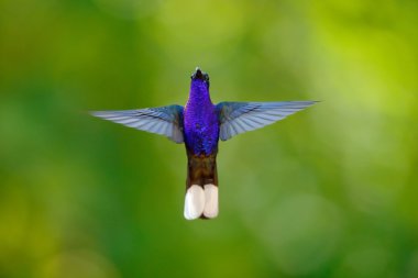 Hummingbird Violet Sabrewing clipart