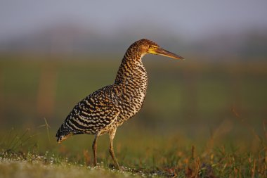 Motteled Rufescent Tiger-Heron clipart